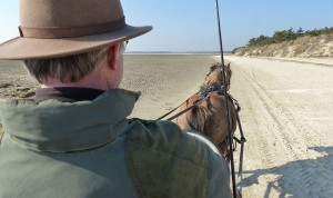 attelage au Crotoy