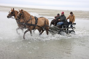 Attelage en baie