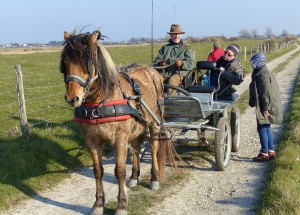 attelage handicapé