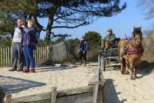 Promenade attelage Marquenterre