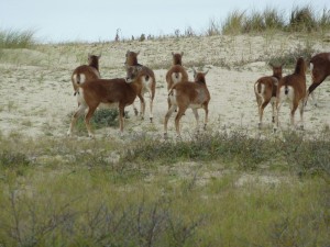 Faune Marquenterre