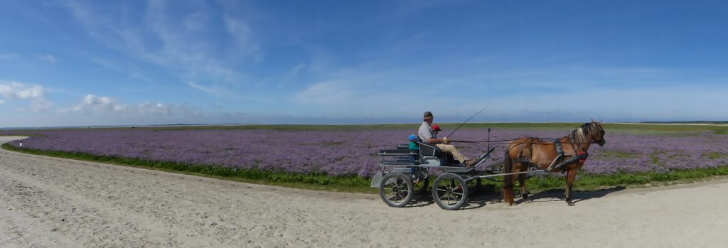 Promenade en attelage en baie de Somme