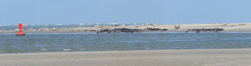 phoques baie de somme