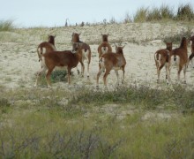 Faune Marquenterre