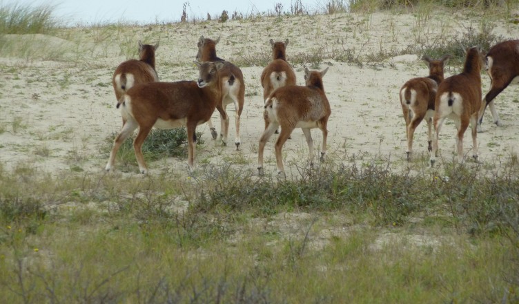 Faune Marquenterre