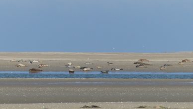 phoques sur banc de sable