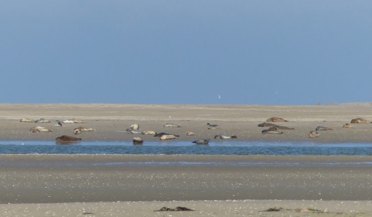 phoques sur banc de sable