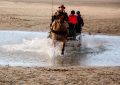 attelage chevaux baie de somme