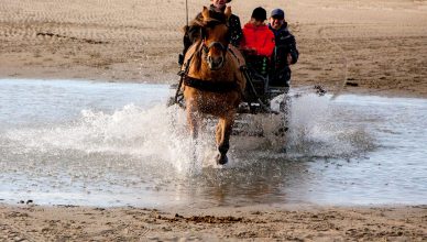 attelage chevaux baie de somme