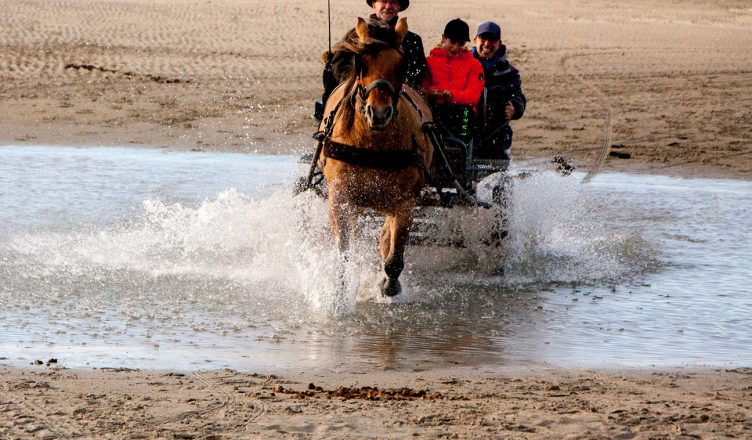 attelage chevaux baie de somme