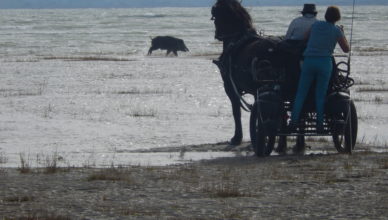 Sanglier dans la baie