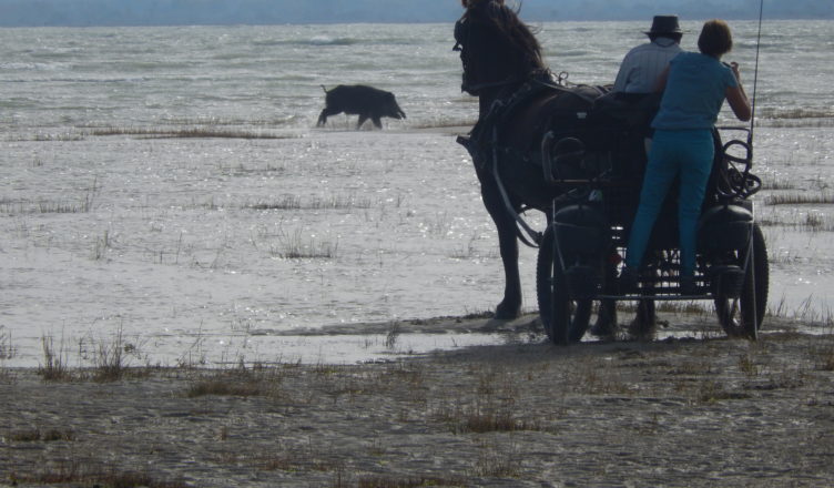 Sanglier dans la baie