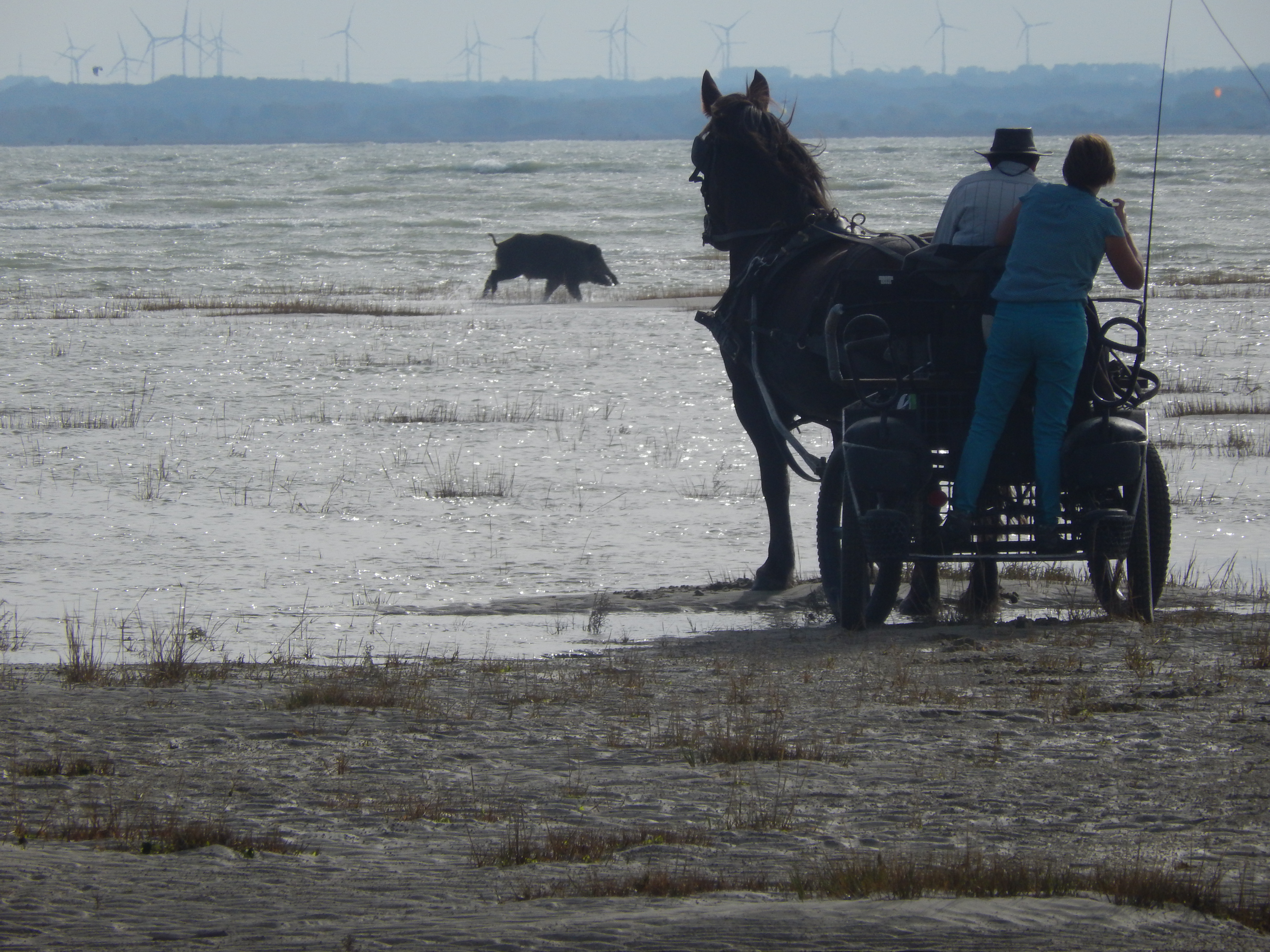 Sanglier dans la baie